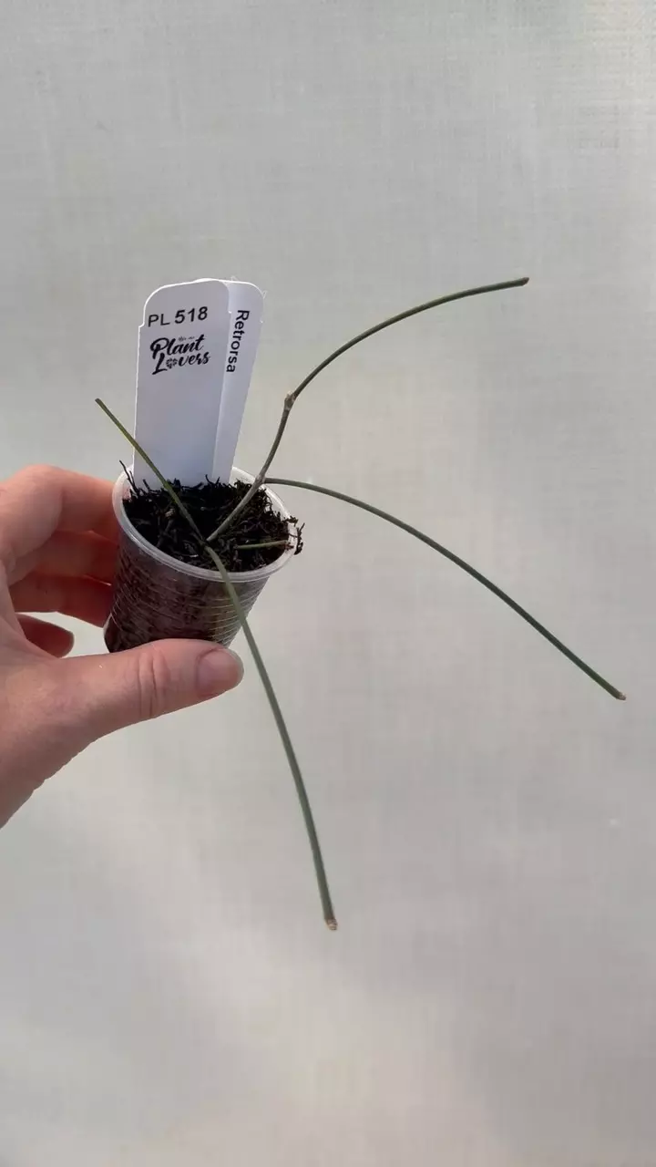 518: 1 inch Hoya Retrorsa thumbnail