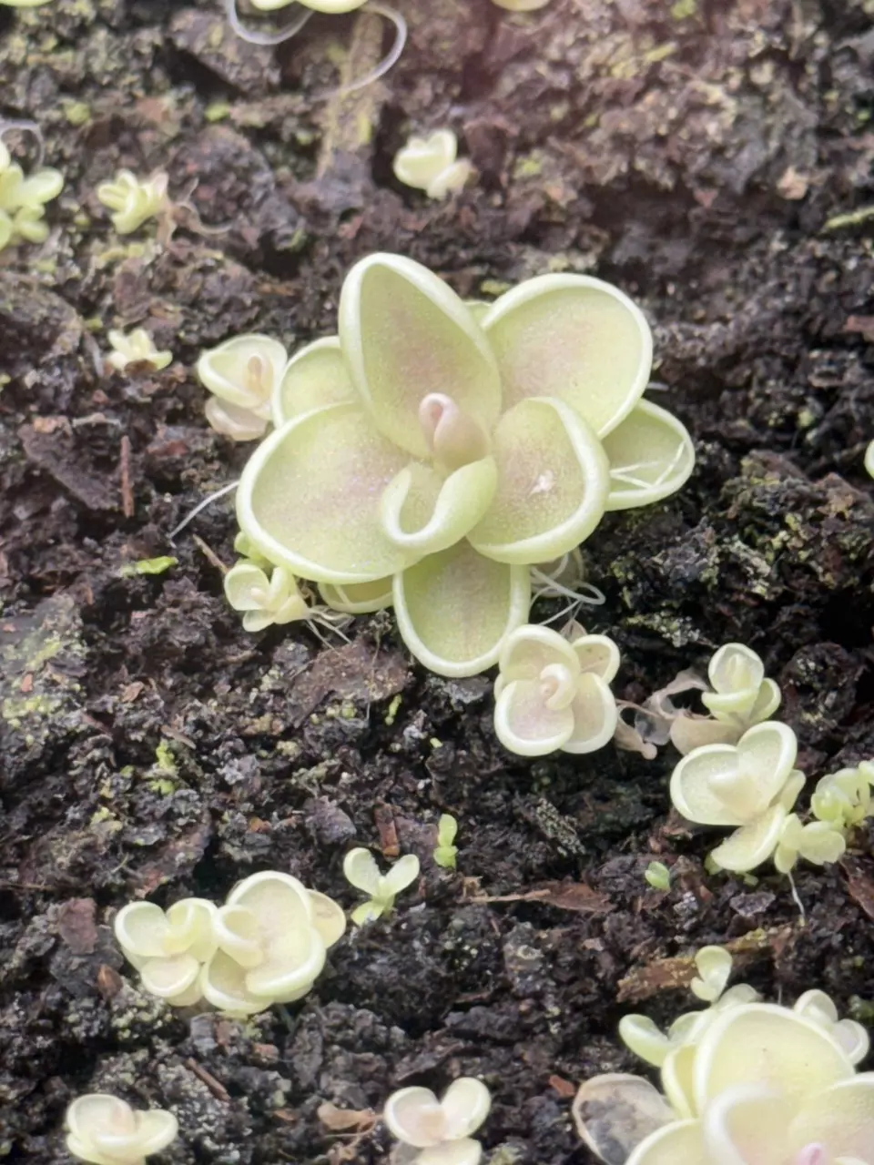 Carnivorous Pinguicula Yucca thumbnail