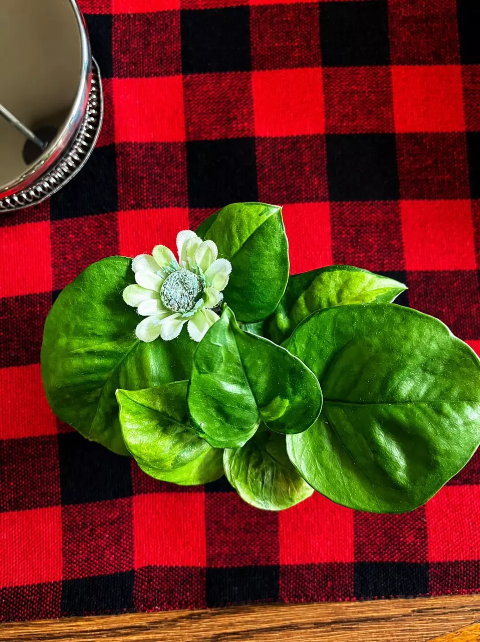 Global Green Pothos thumbnail