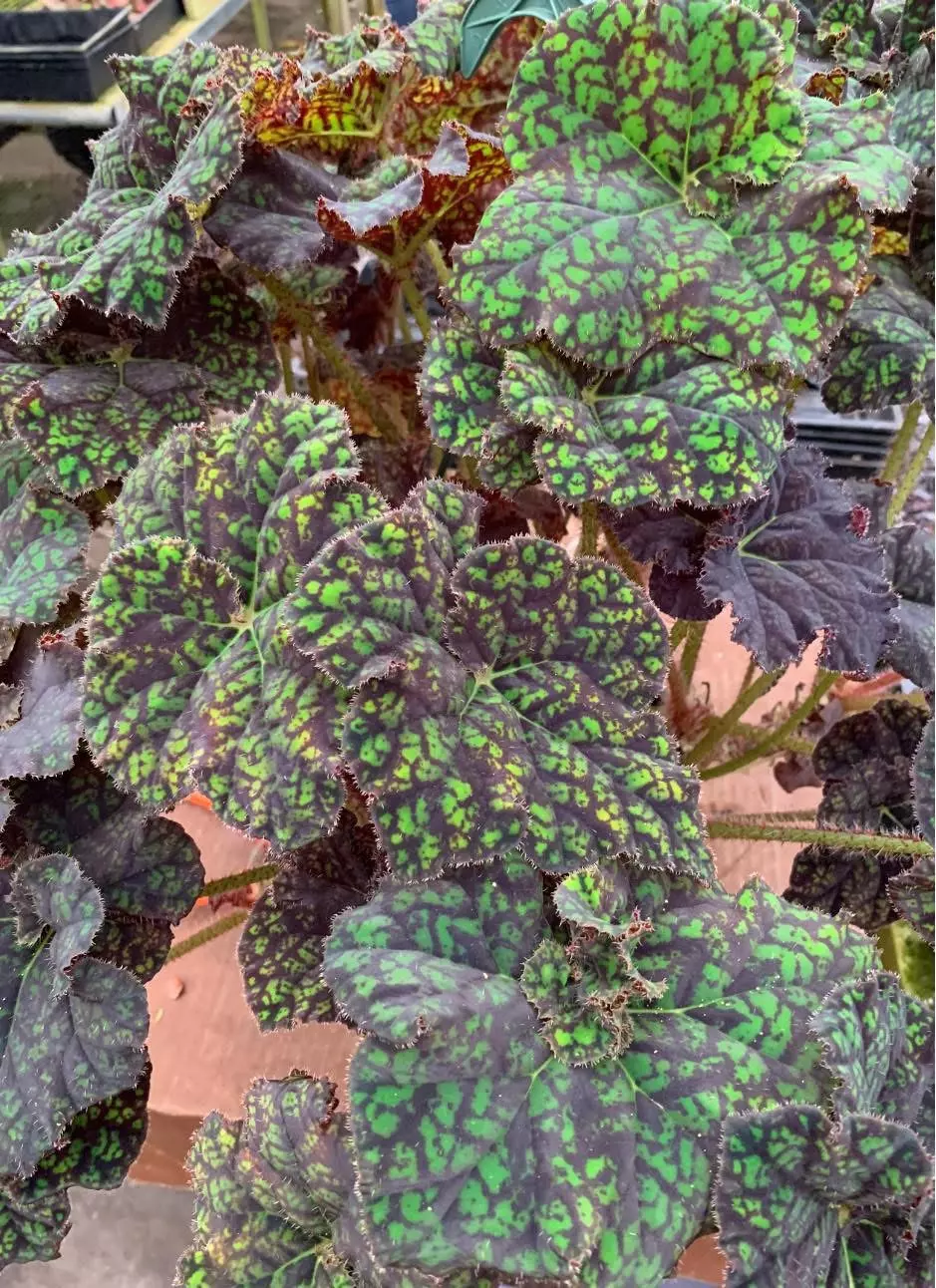 Begonia YTO starter plant growers choice thumbnail