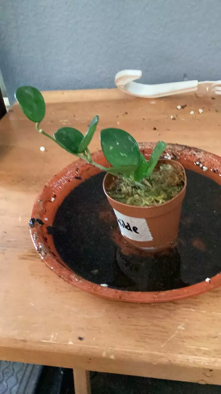 HOYA MATHILDE 518 thumbnail