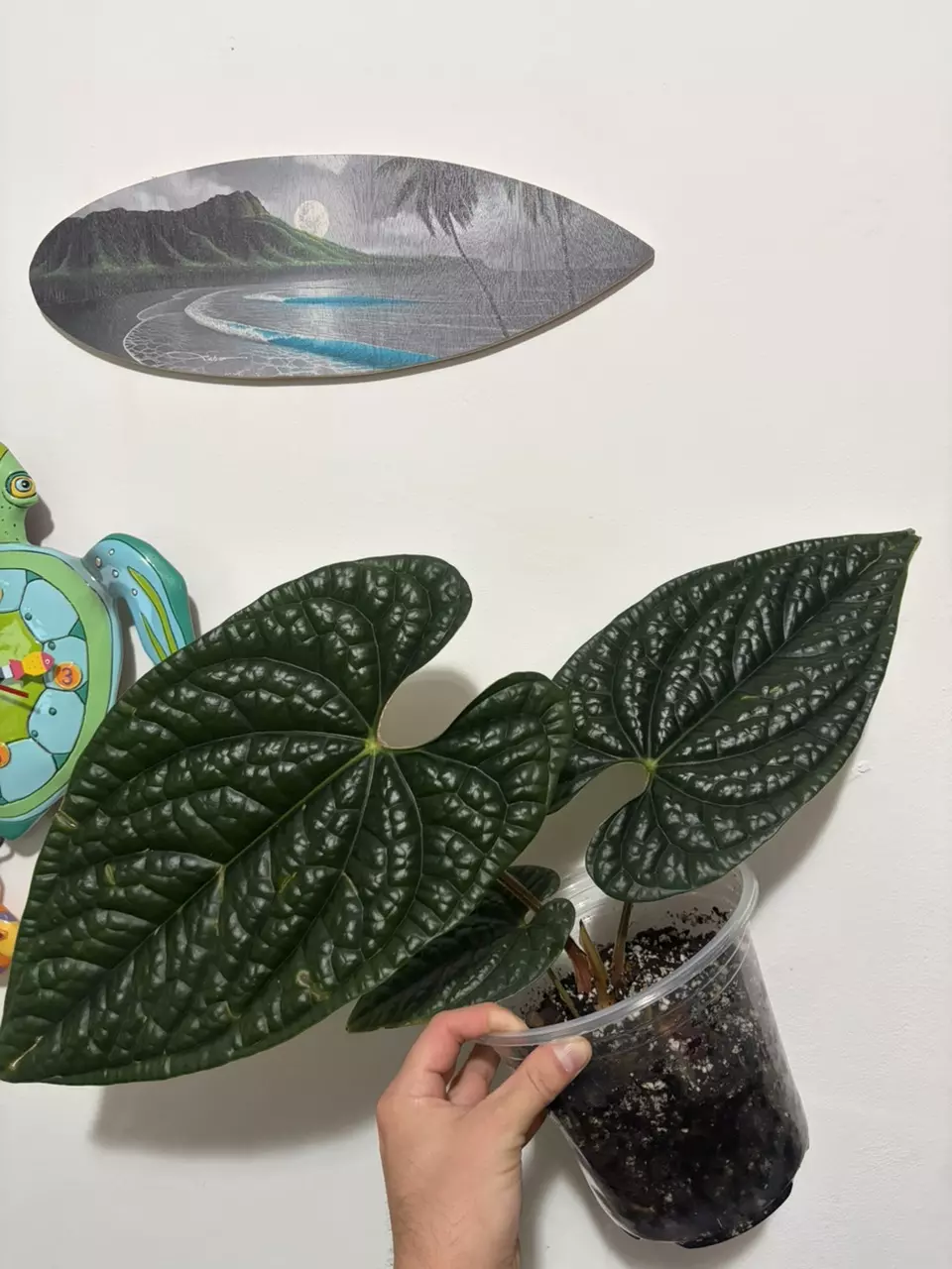 Anthurium Luxurians thumbnail