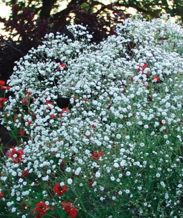 Gypsophila baby's breath thumbnail