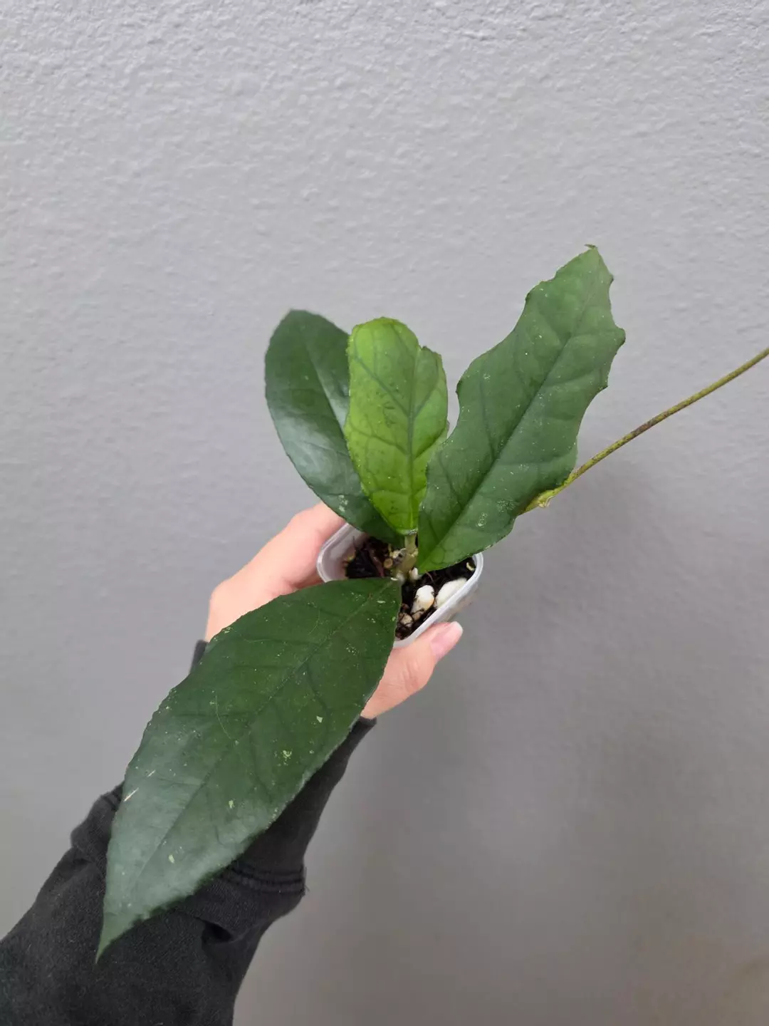 Hoya RHM24118-KF4 (H. Sp. Borneo EPC954 x unknown) thumbnail