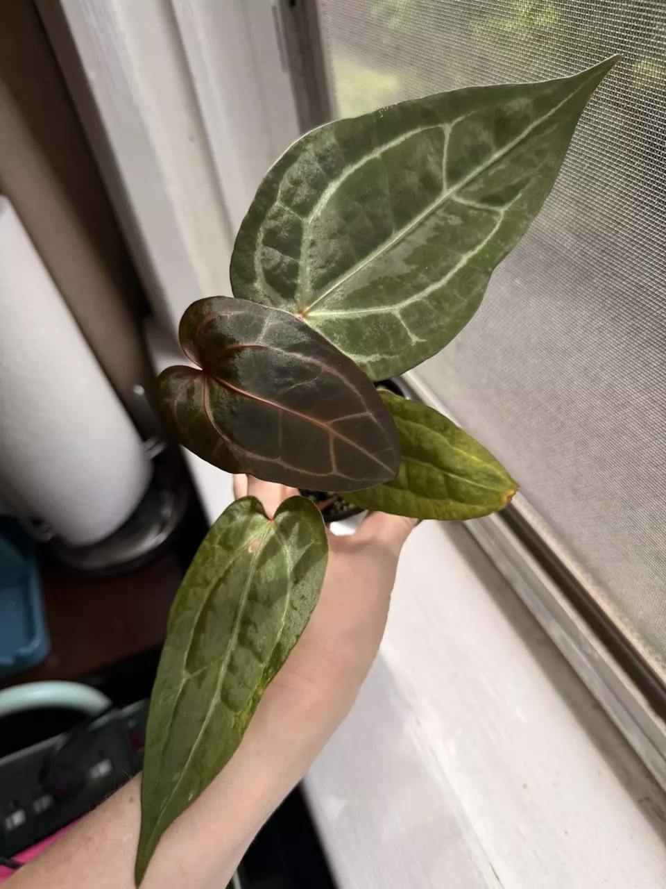 A. Variegated Pap x Michelle ✨Has color and blister variegation! thumbnail