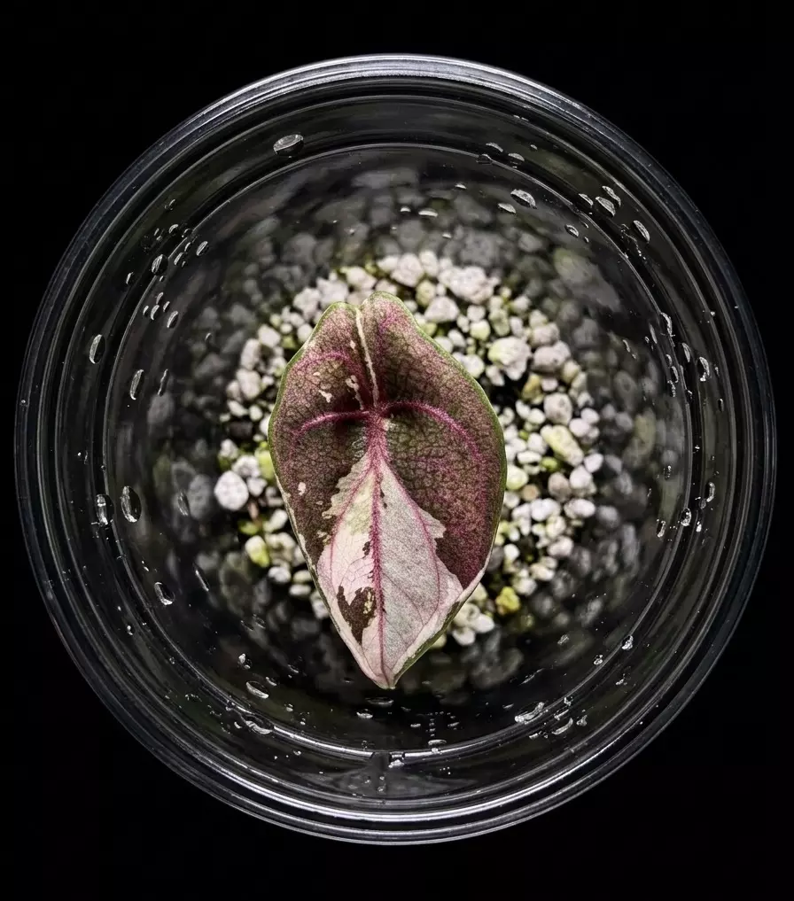 Alocasia Azlanii Albo thumbnail
