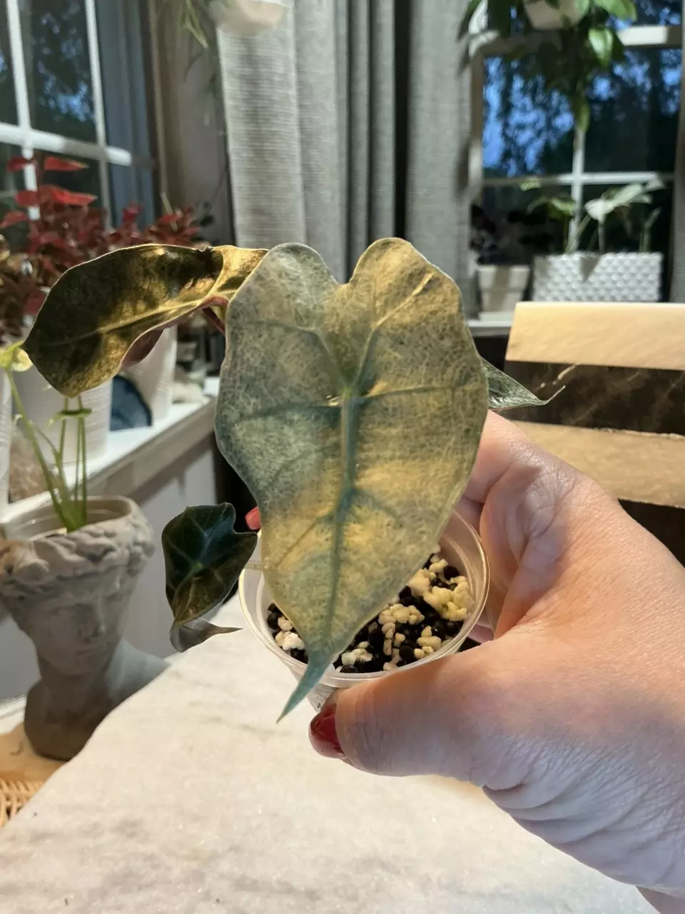 Alocasia Pink Poly Mint Ghost 170 thumbnail