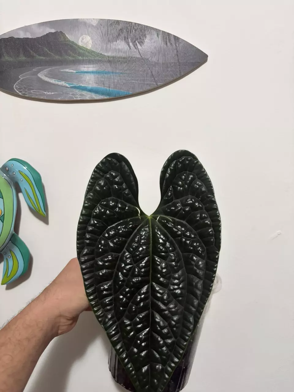 Anthurium Luxurians thumbnail