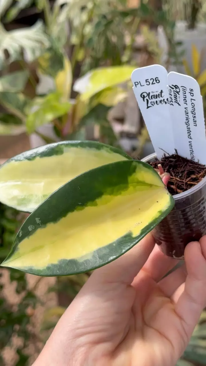 526: 1 inch sp Longsan (inner variegated Verticillata spoon) thumbnail