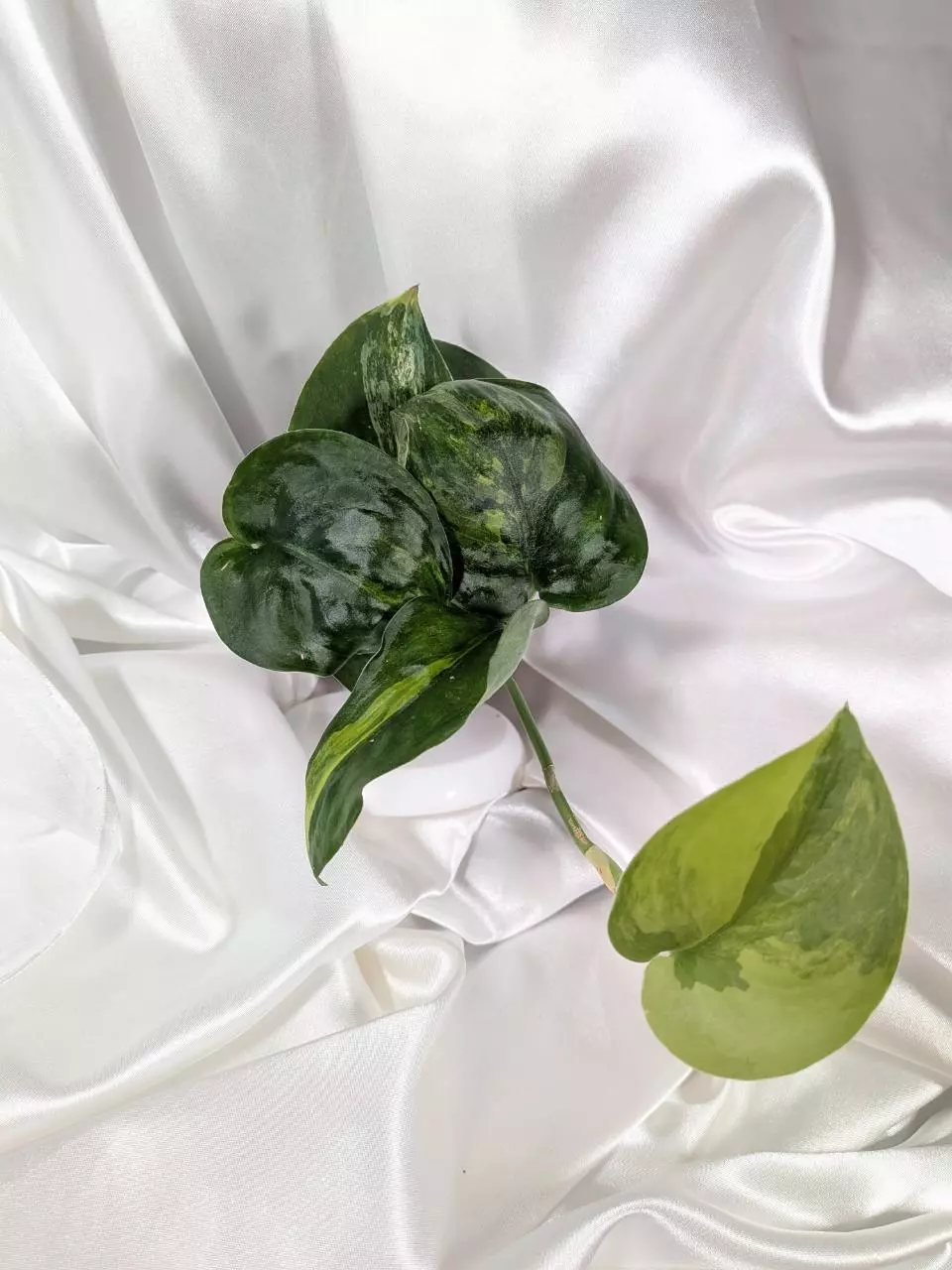 Scindapsus Jade Satin Aurea thumbnail