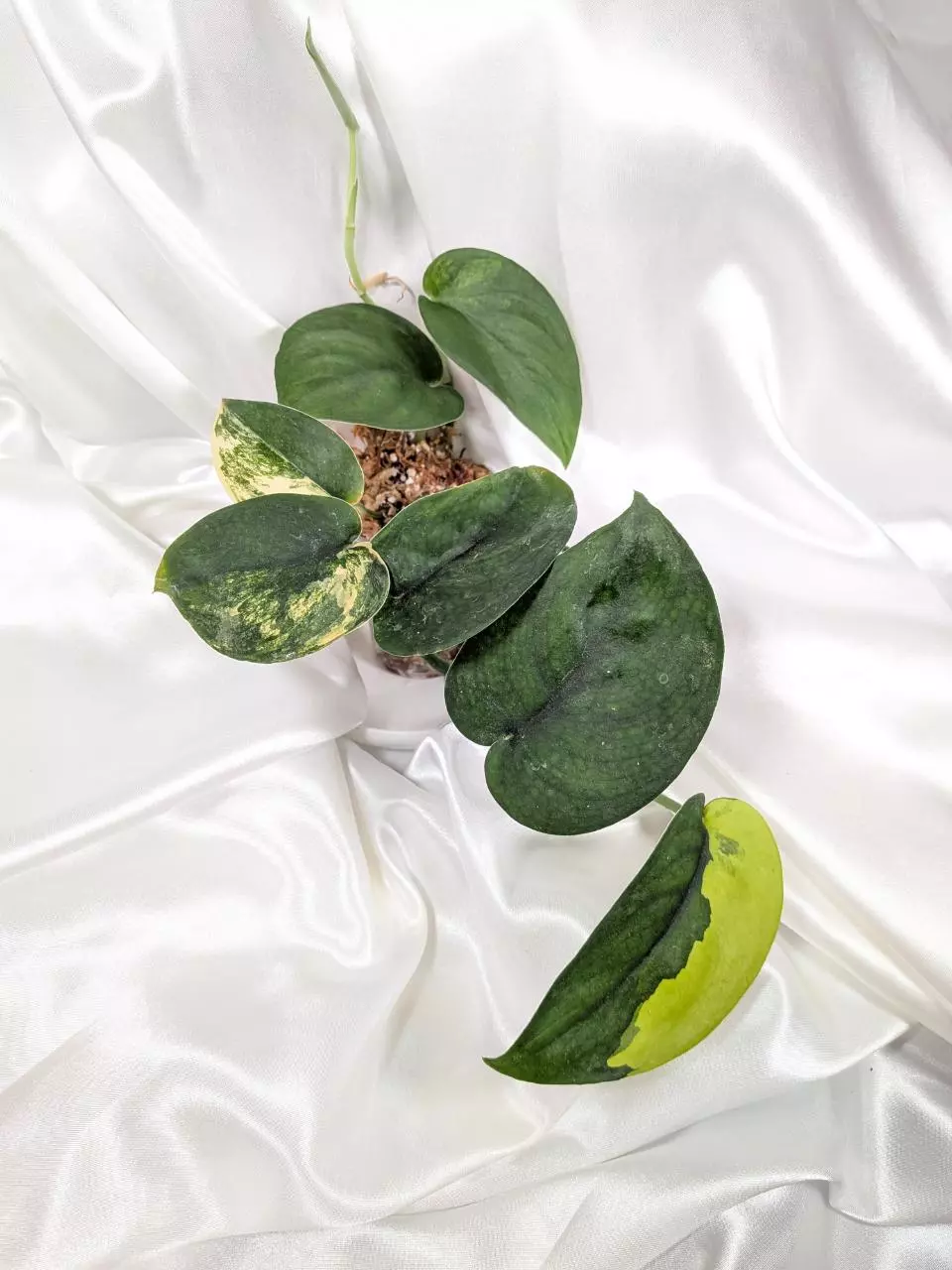Scindapsus Jade Satin Aurea thumbnail