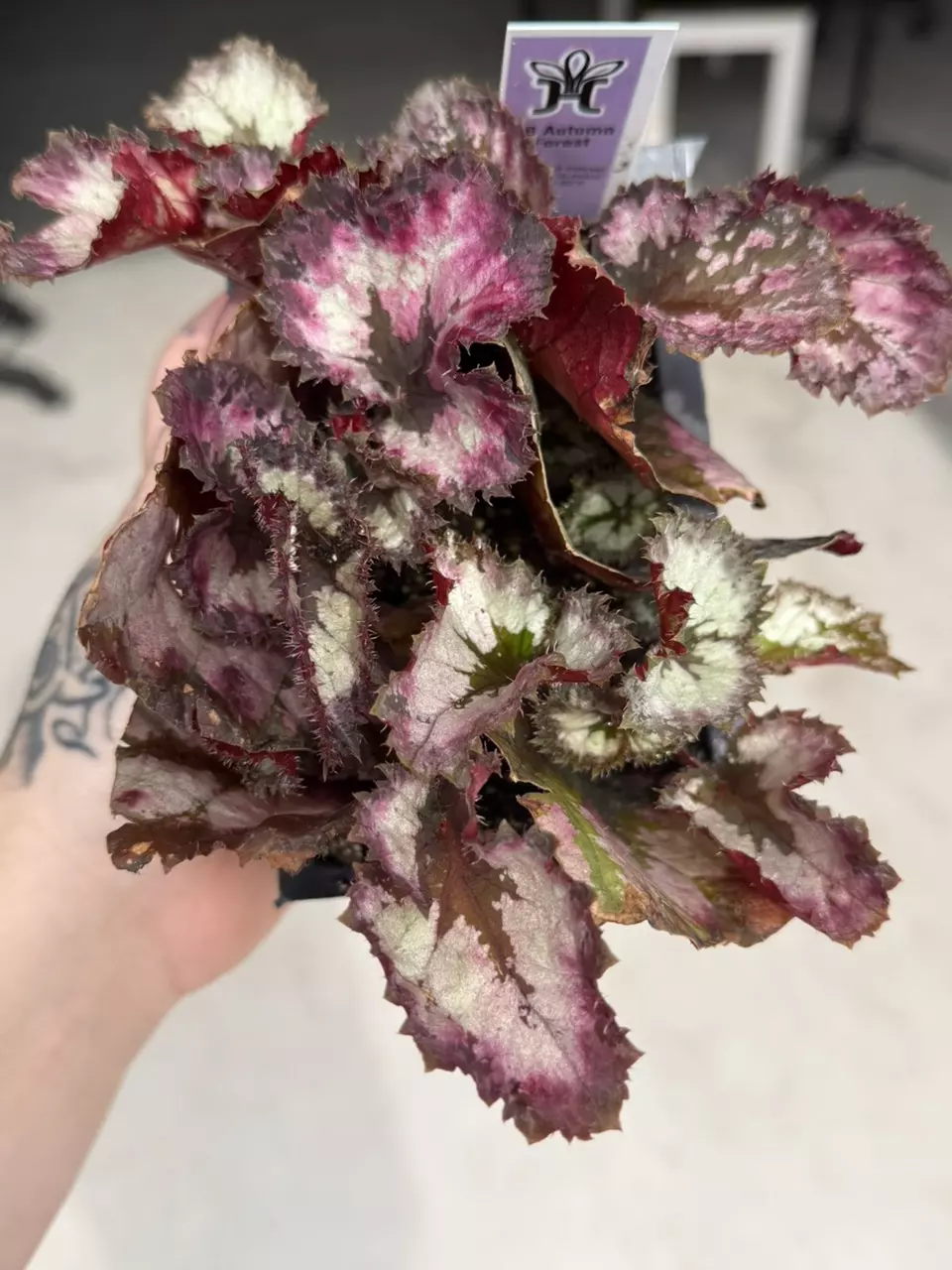 Harmony’s purple mystic begonia starter growers choice thumbnail
