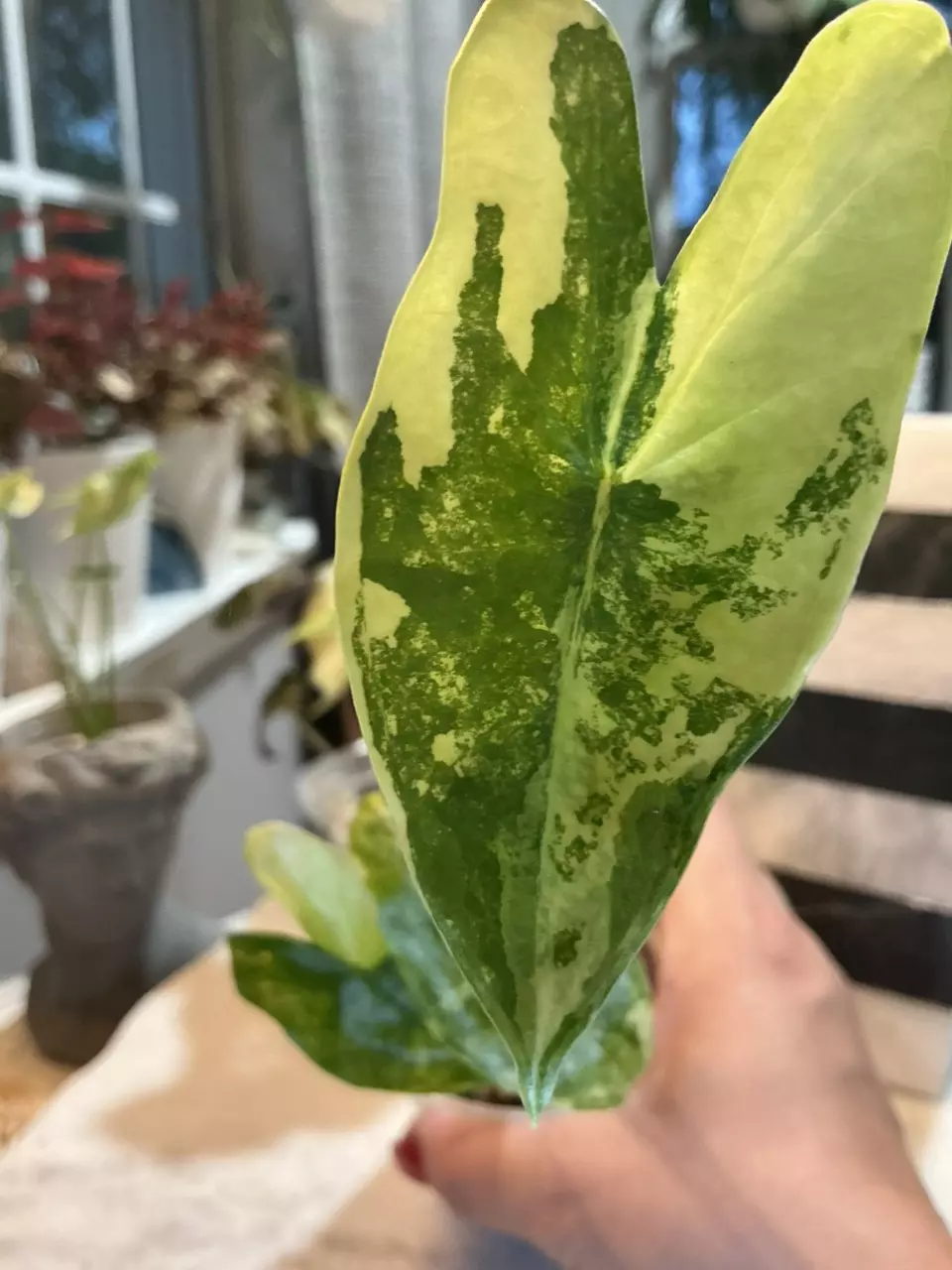 Alocasia Zebrina Aurea 168 thumbnail