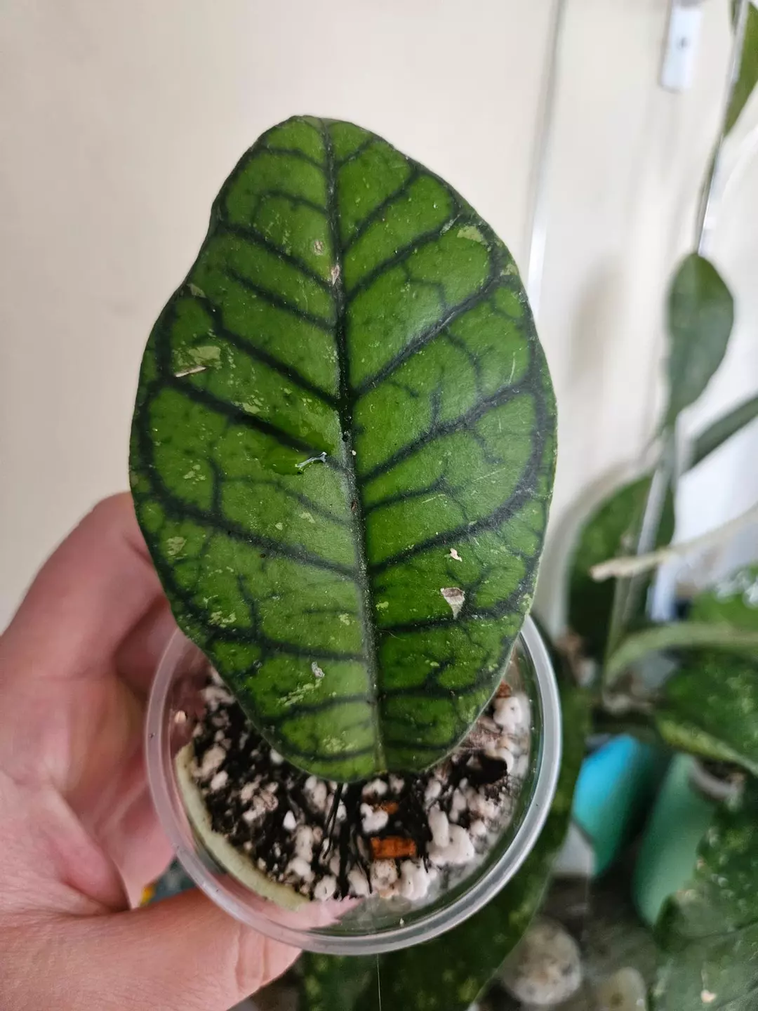 Callistophyla tabalong thumbnail
