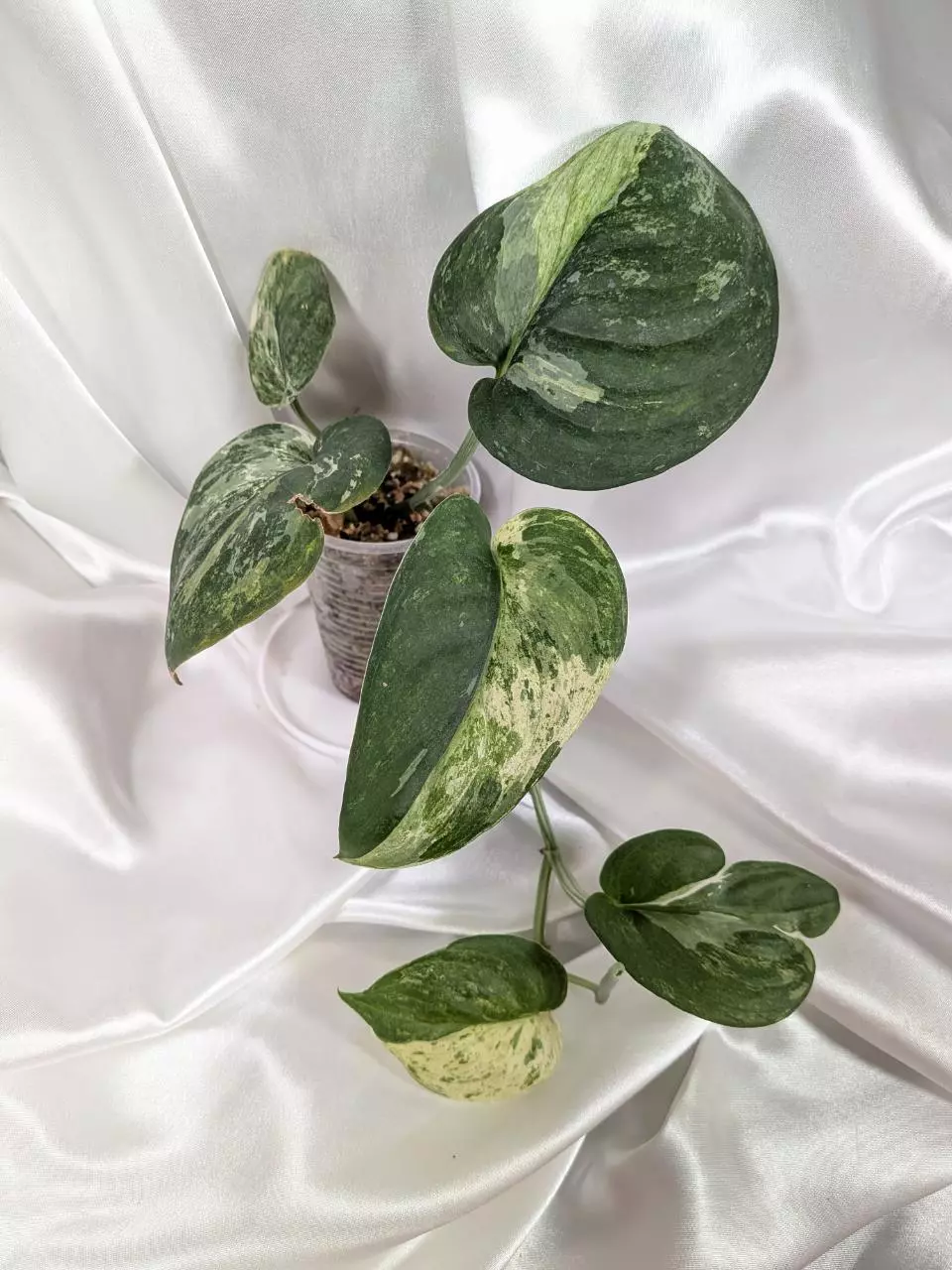 Scindapsus Jade Satin Variegated thumbnail
