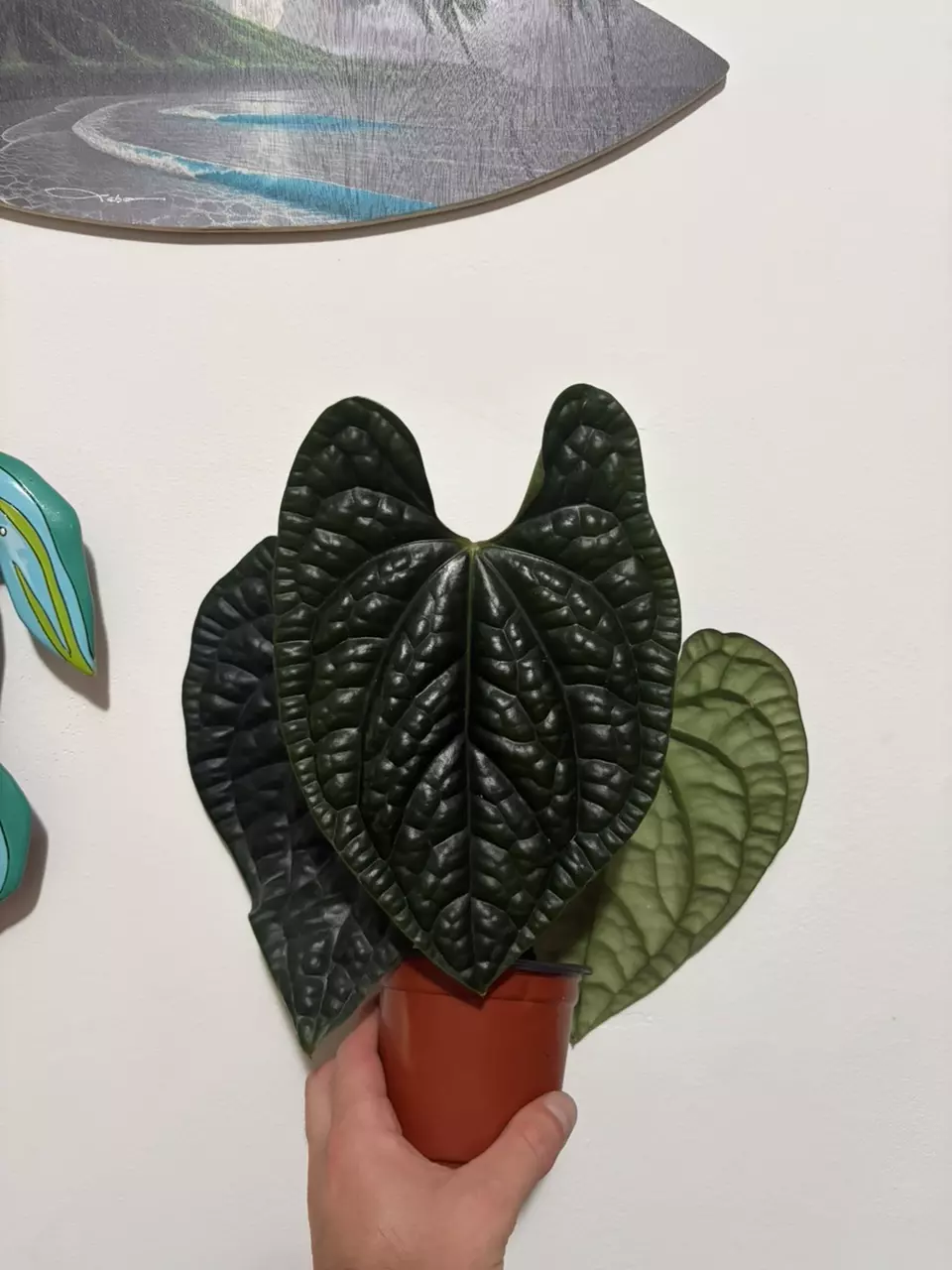 Anthurium Luxurians thumbnail