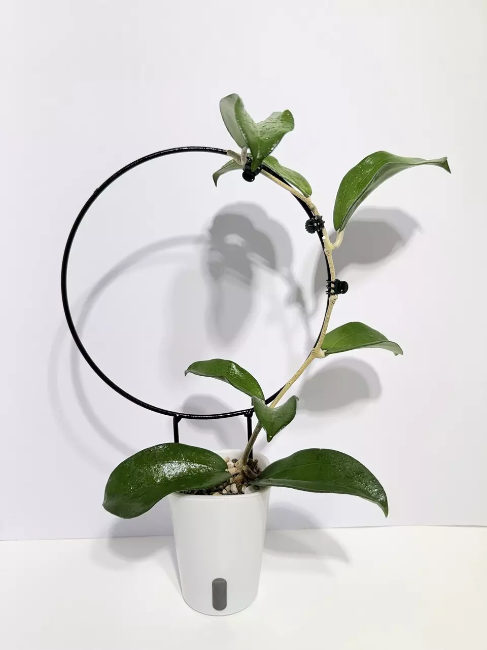 Hoya Maliski UPT001 thumbnail