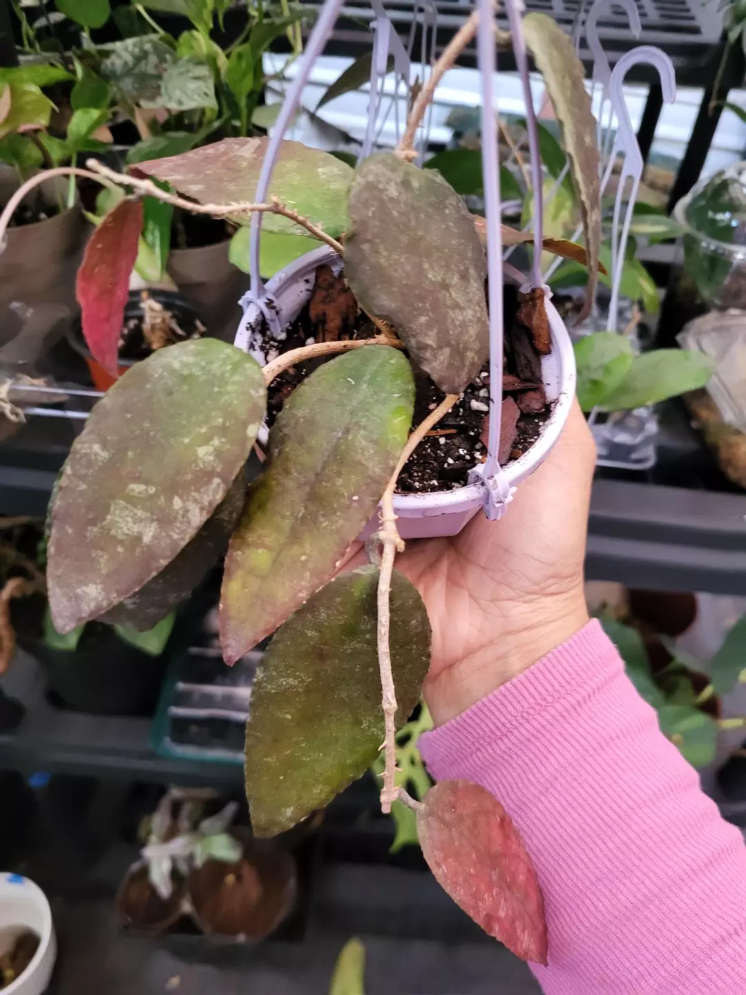Hoya caudata cutting thumbnail