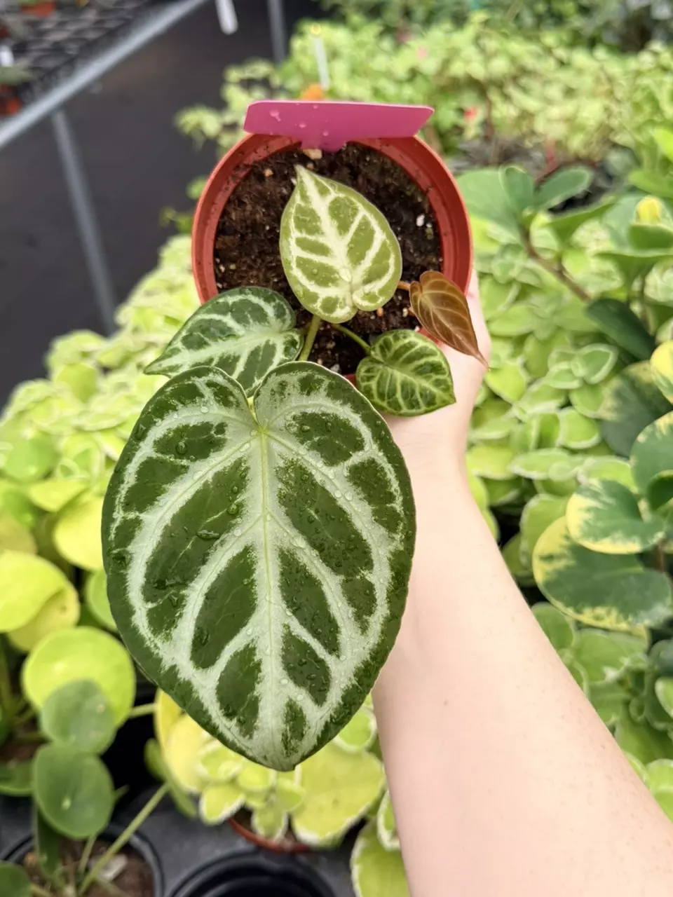 Anthurium Silver Bush x Dorayaki Specific 4” Pot 8785FEP | F thumbnail