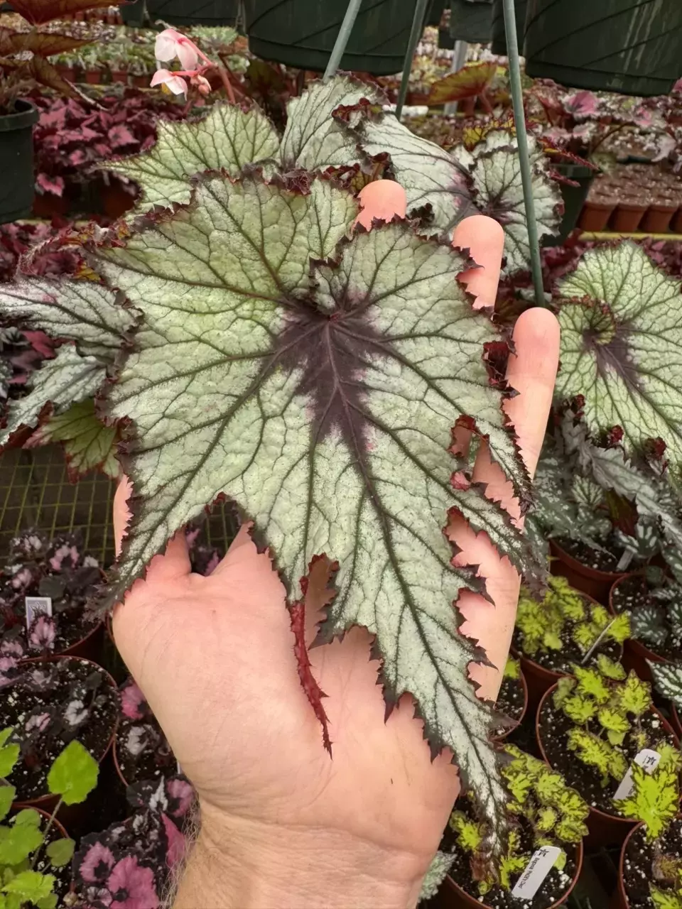 Begonia Harmony’s winters ember starter plant growers choice thumbnail