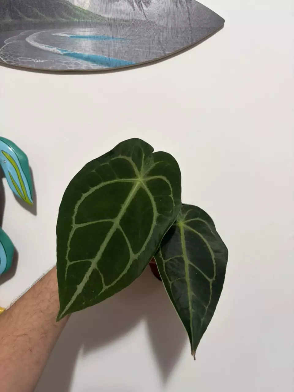 Anthurium Forgettii thumbnail