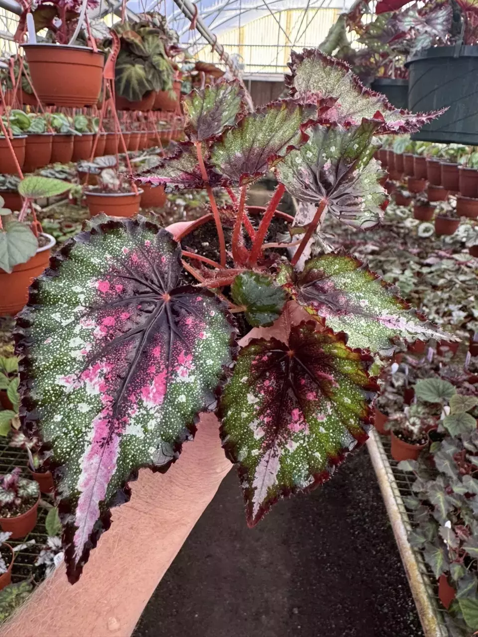 Begonia Harmony’s ends in pink starter plant growers choice thumbnail