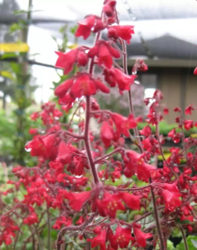 Heuchera ruby bells thumbnail