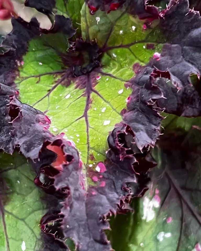 Begonia Harmony’s Deja voodoo starter plant growers choice thumbnail
