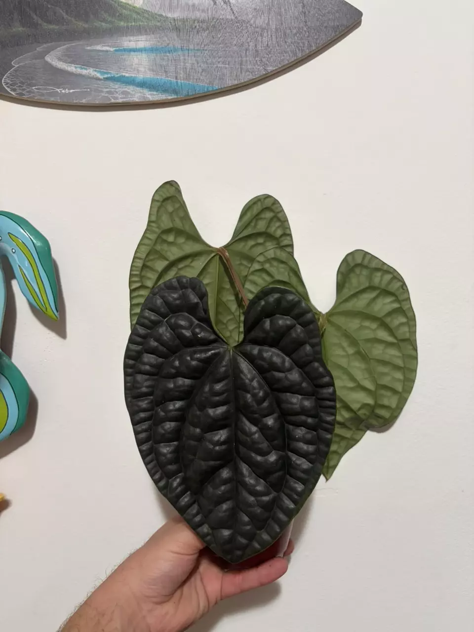 Anthurium Luxurians thumbnail