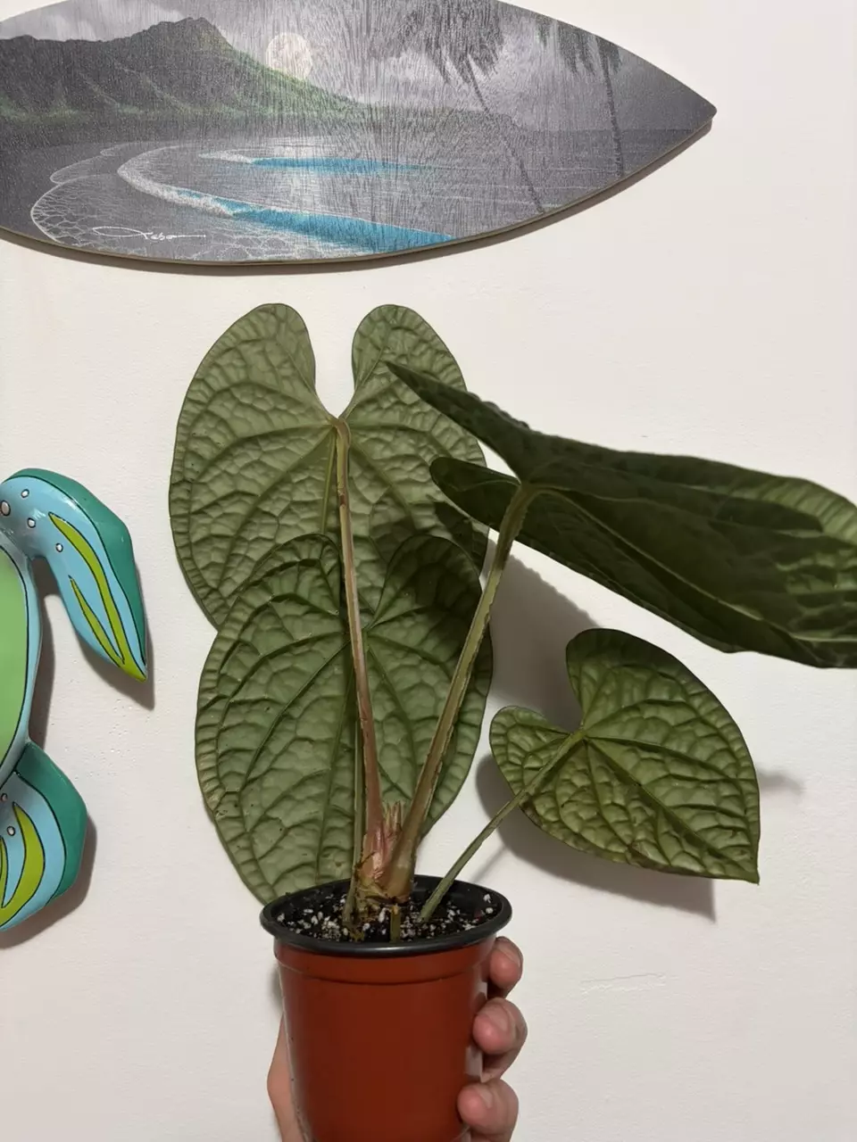 Anthurium Luxurians thumbnail