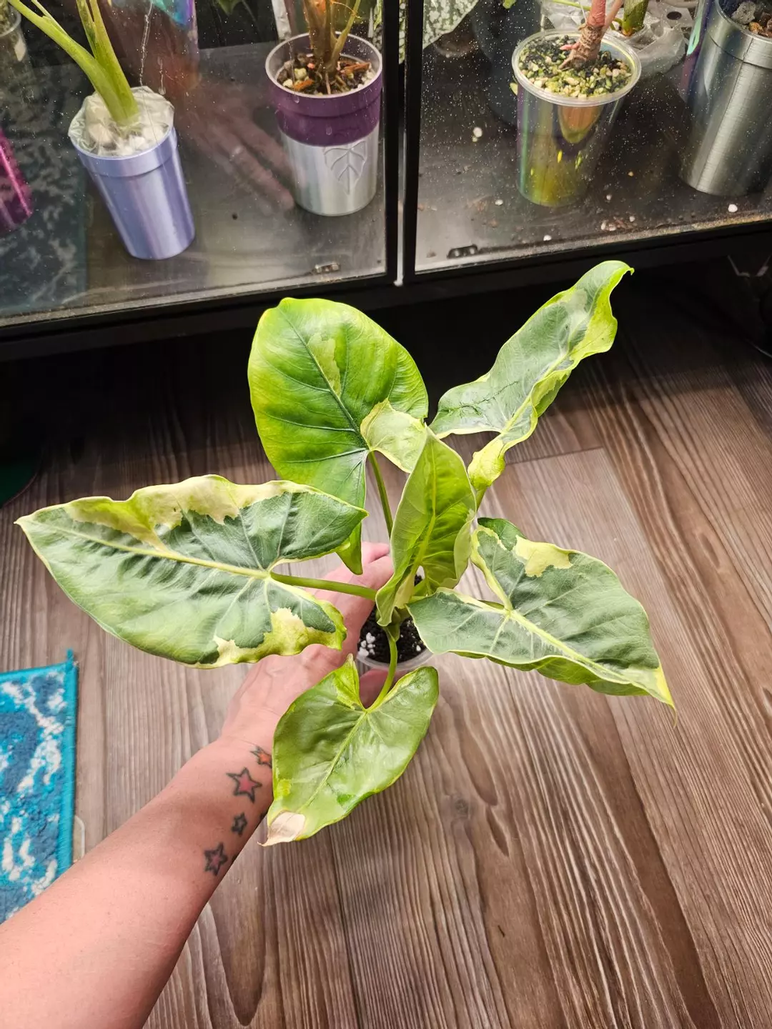 Alocasia Epilithica Silver Lime Lava CORM thumbnail