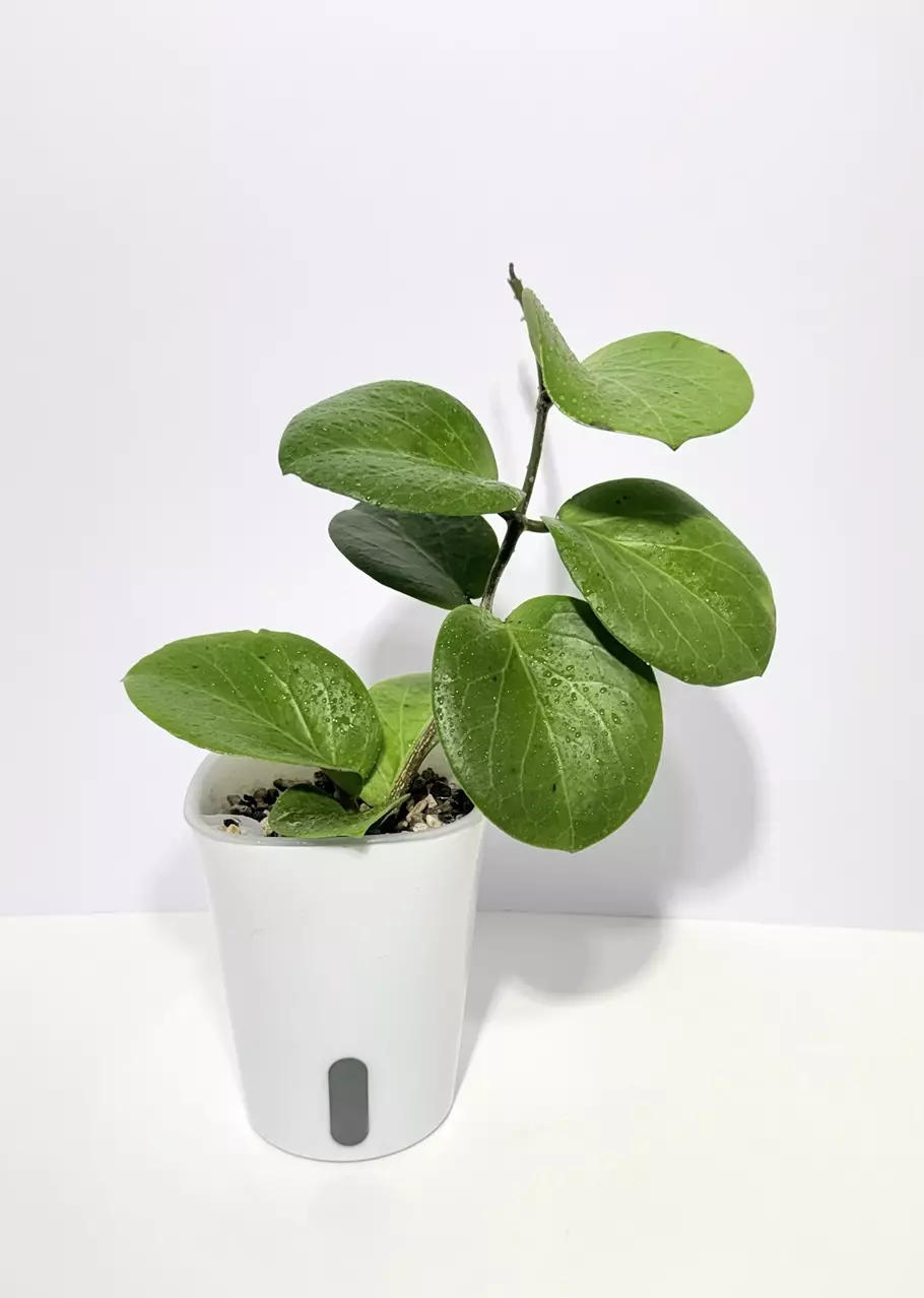 Hoya Rhiannon thumbnail