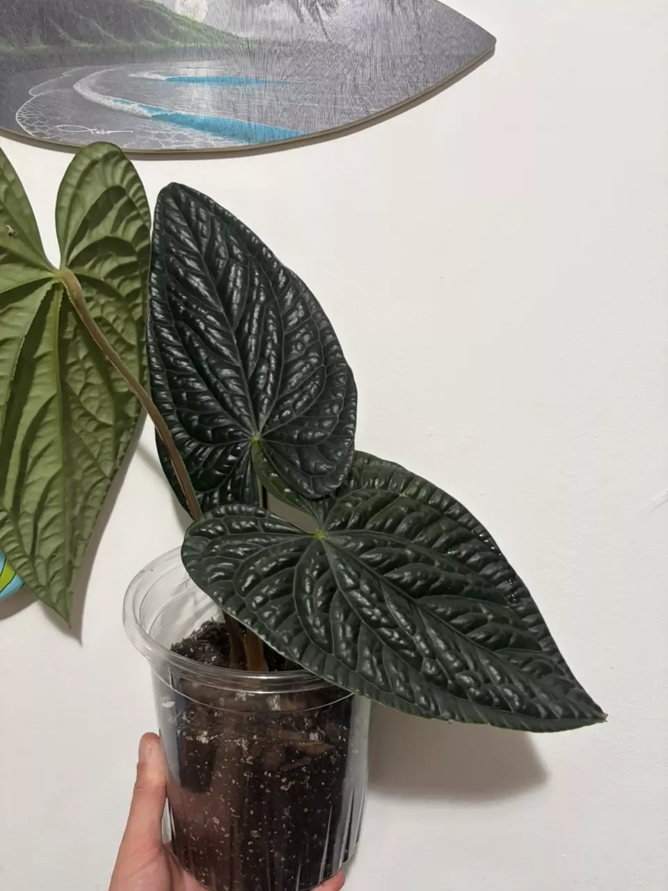 Anthurium Luxurians thumbnail