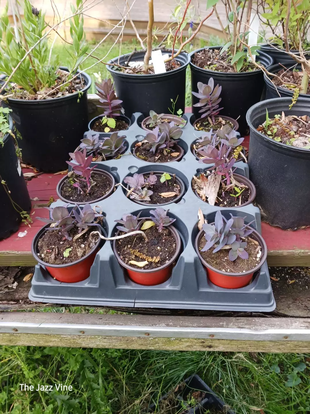 Assorted dark leaf autumn sedum thumbnail