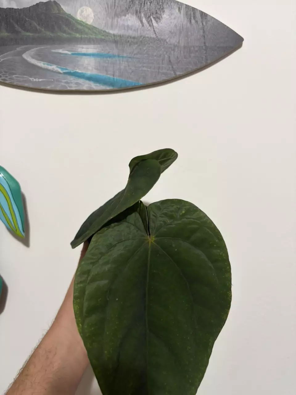 Anthurium Dresslerii thumbnail