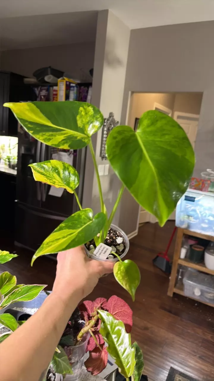 Monstera Deliciosa Aurea thumbnail