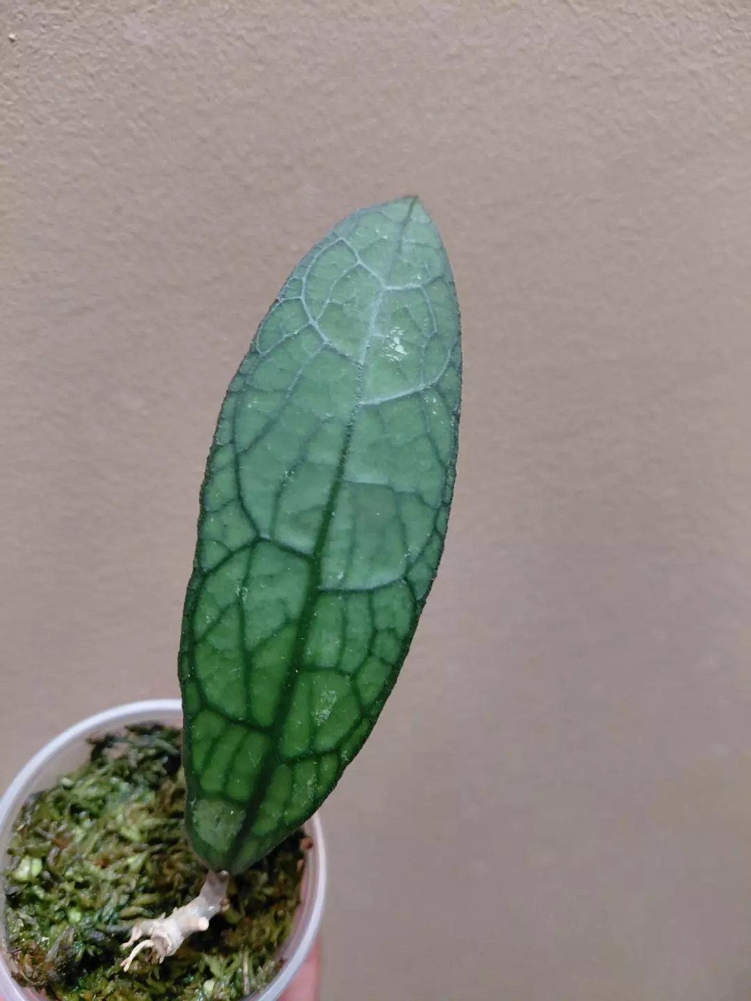 Hoya Clemensorium thumbnail