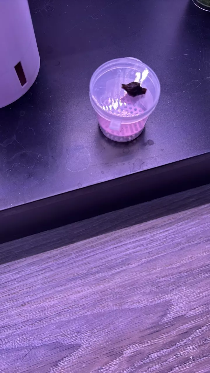 Regal Shield Albo Pink/Purple Corm thumbnail