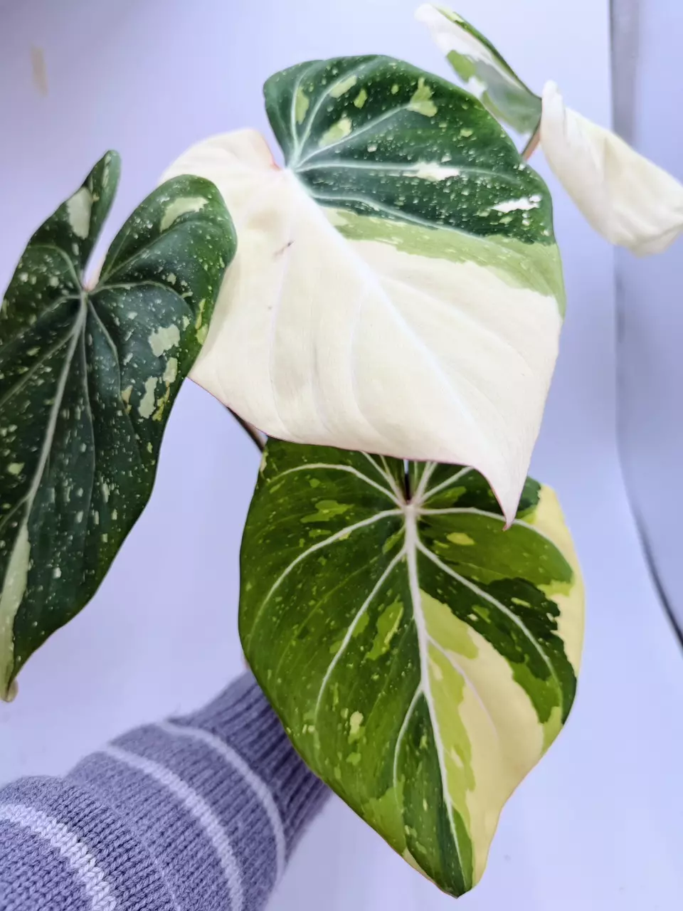 Philodendron Gloriosum Variegated thumbnail