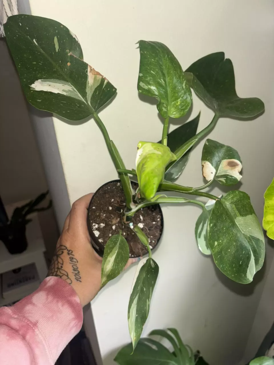 Philodendron White Wizard thumbnail