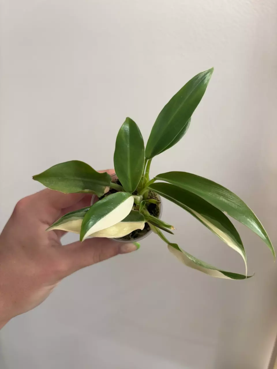 Philodendron Wend Imbe Variegated thumbnail