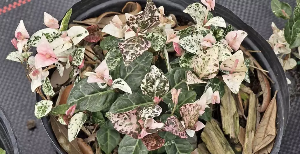 Snow N Summer Jasmine Variegated thumbnail