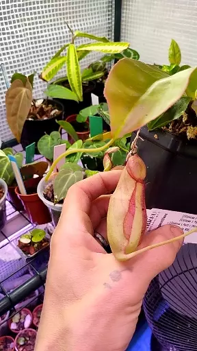 Napenthes hybrid thumbnail