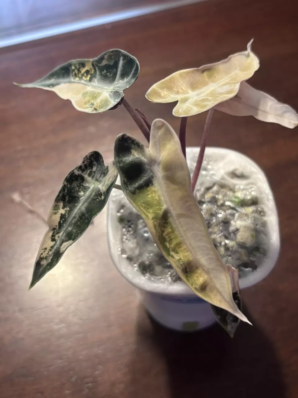 Polly Aurea thumbnail