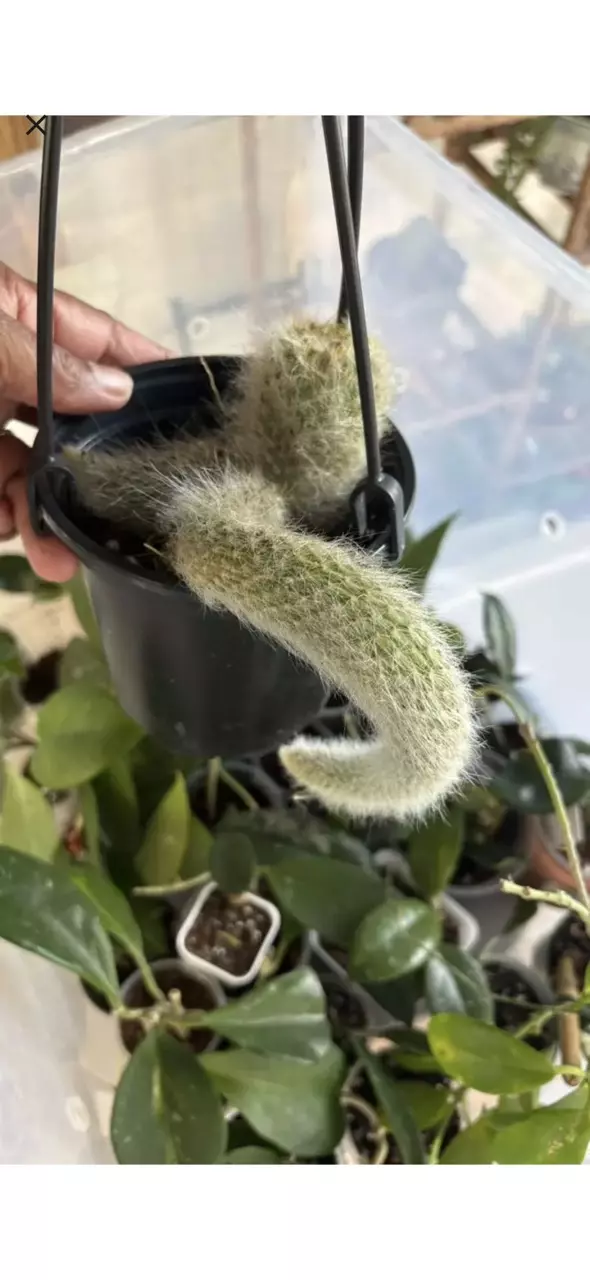 Monkey Tail thumbnail