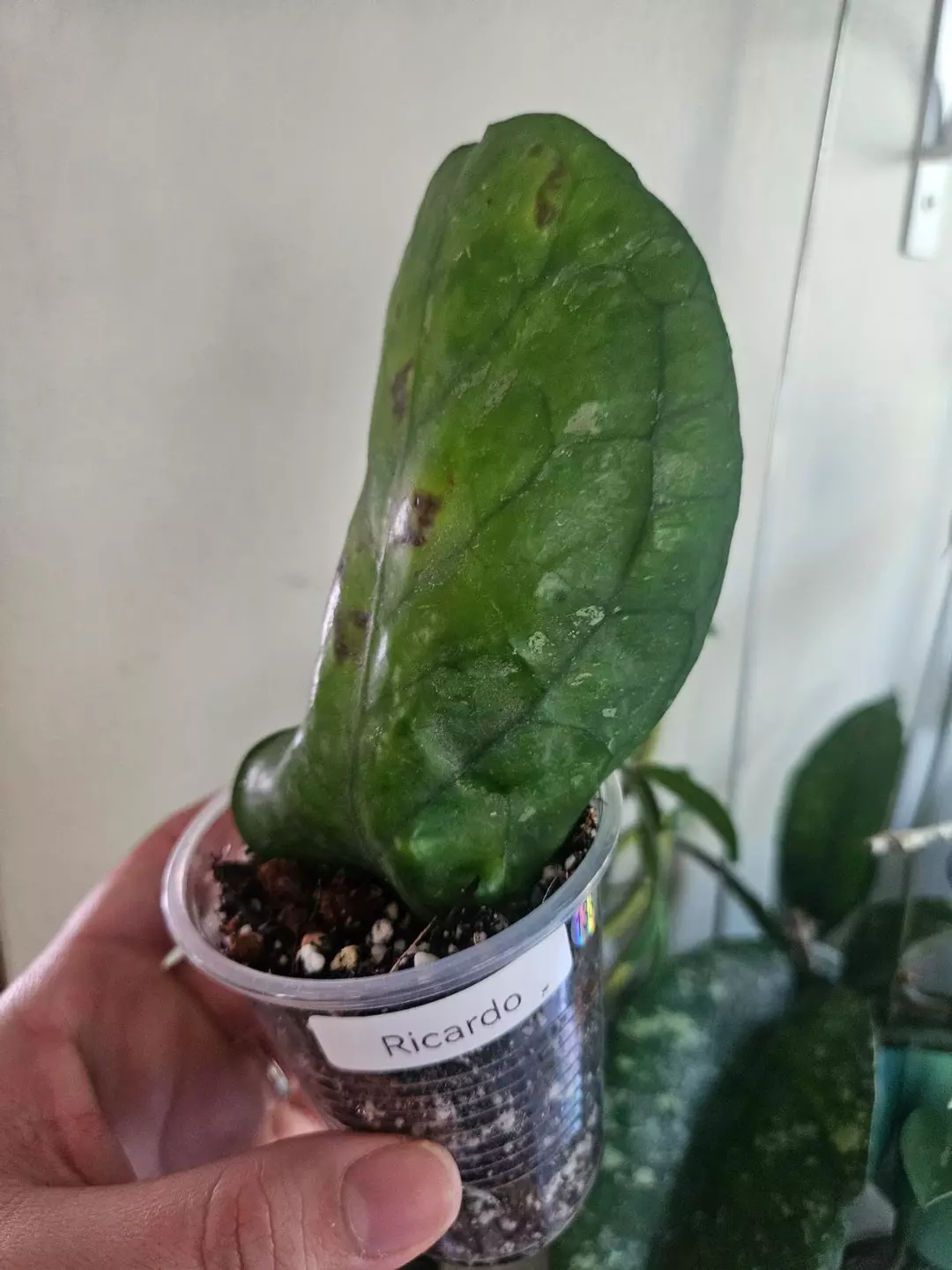 Hoya Ricardo #138 one leaf special / damage thumbnail