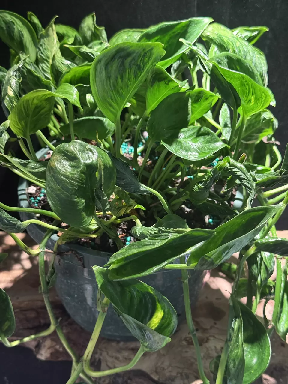 8” Epipremnum Shagrila Pothos thumbnail