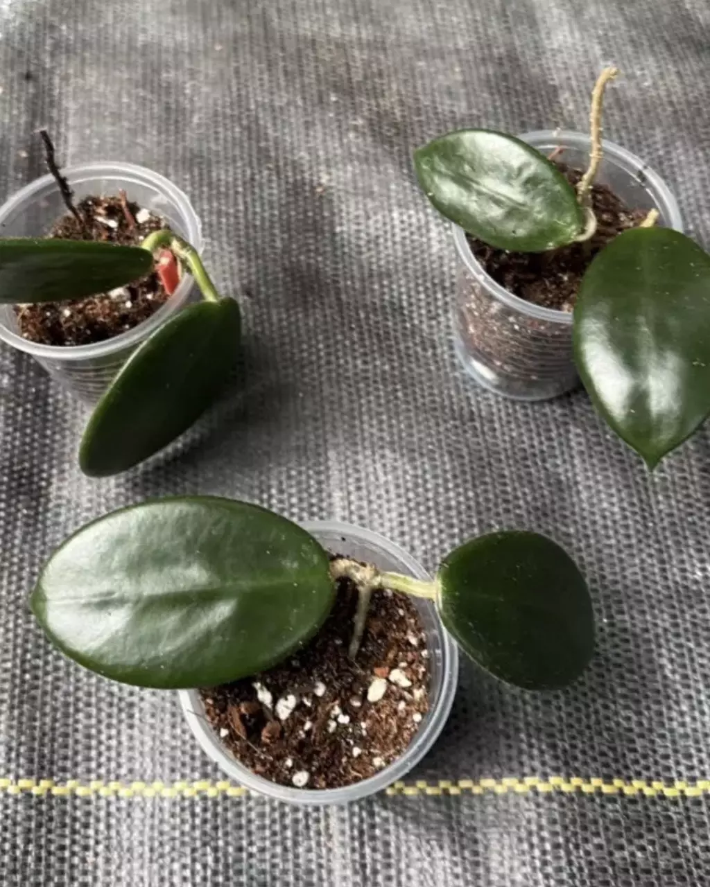 Hoya vangviengensis thumbnail