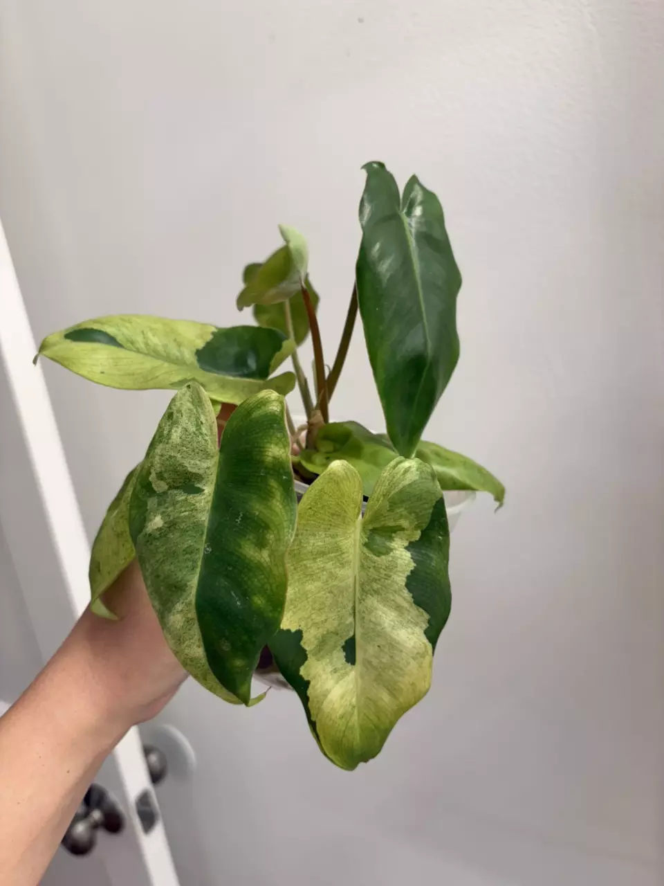 Philodendron Burle Marx ‘White Snow’ thumbnail