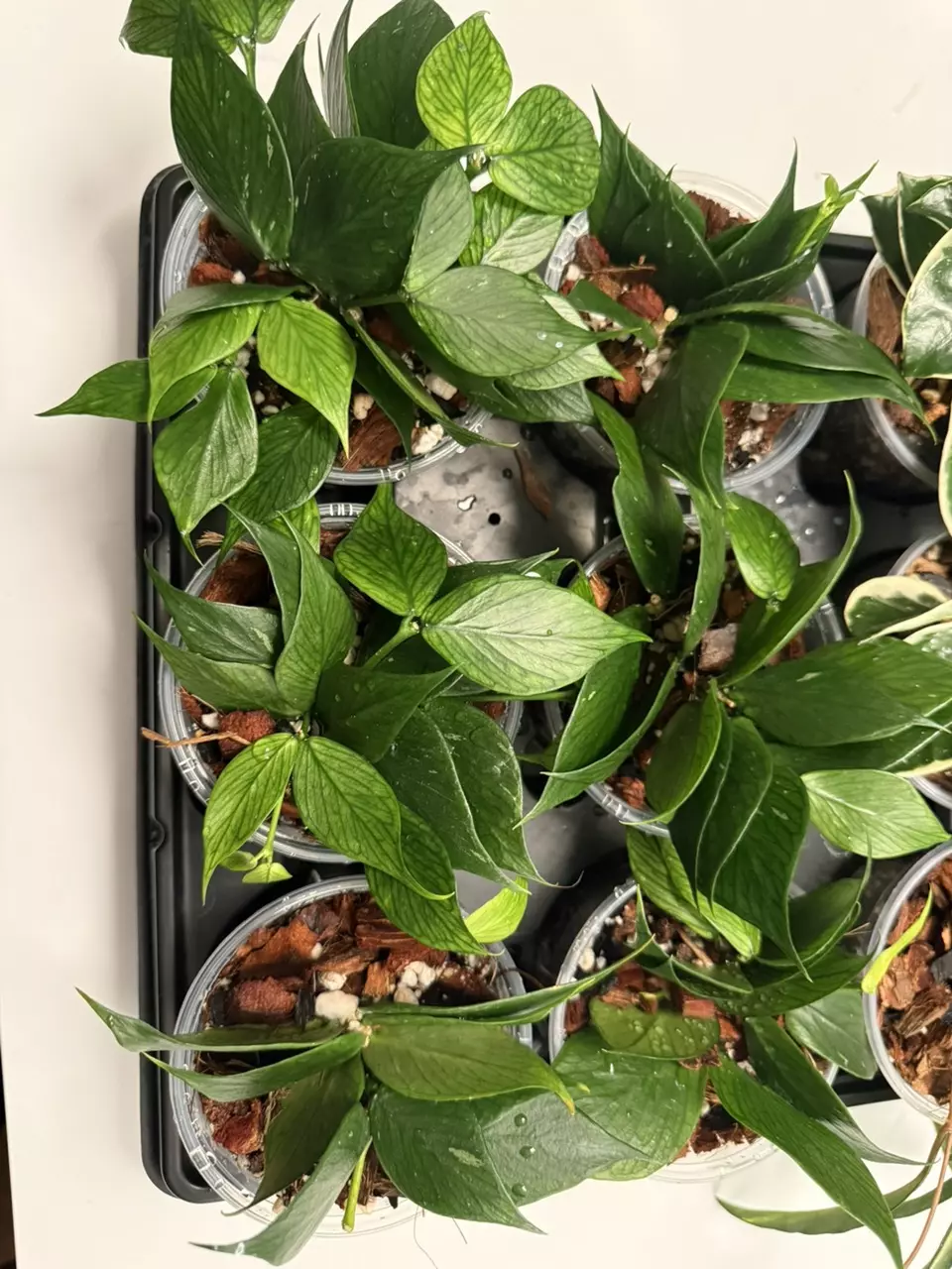 4” GC Hoya Polyneura thumbnail